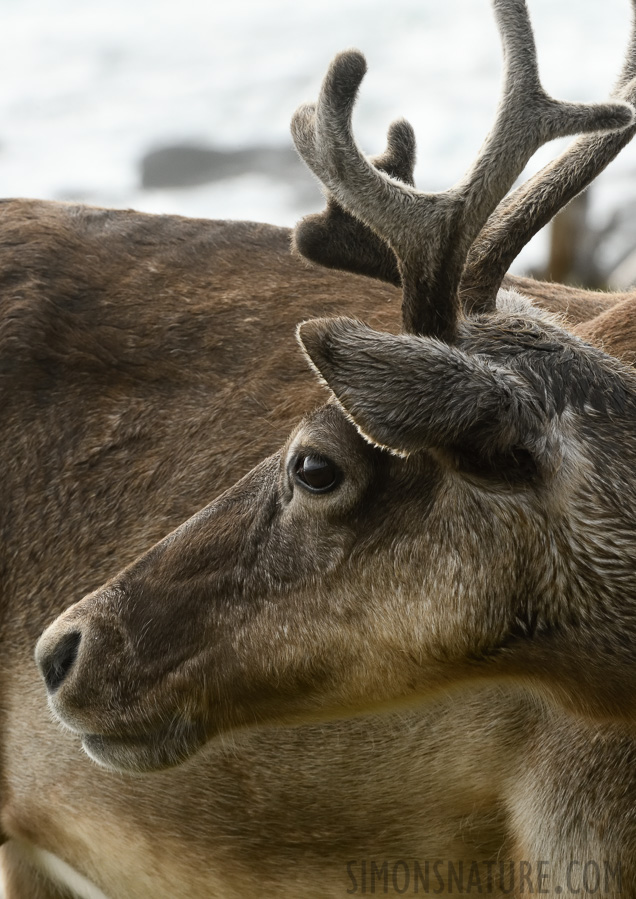 Rangifer tarandus caribou [280 mm, 1/400 Sek. bei f / 20, ISO 1600]